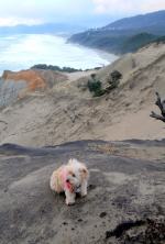 My dog on top of the sand dune