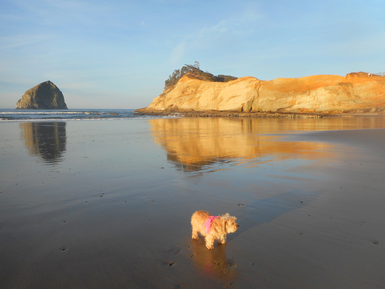 My dog enjoys the Oregon Beach sunrise!