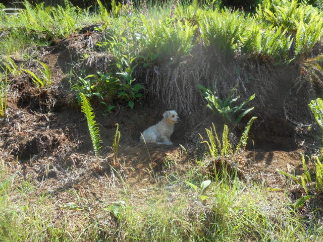 My dog is hiding from sun in the ferns!