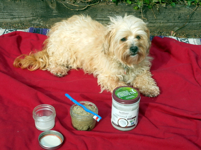 Homemade dog toothpaste