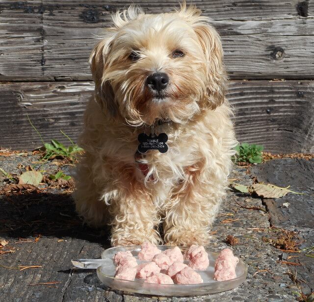 My dog with ground chicken meatball treats