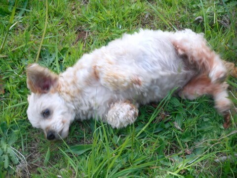 Nimble loves the grass!