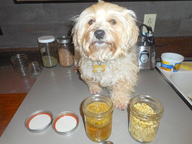 Put chamomile tea on your list of dog upset stomach home remedies