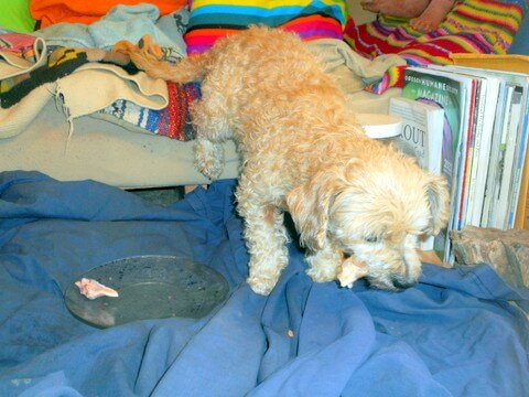 My dog is enjoying her meaty bones