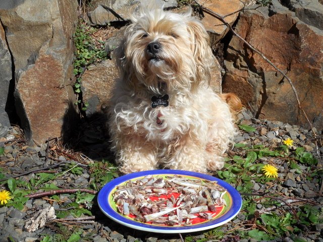 Nimble will share her old bone remnants with your doggy!