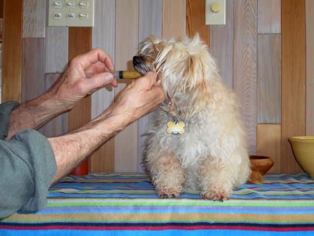 Your dog can enjoy eating apples pureed and syringe-fed