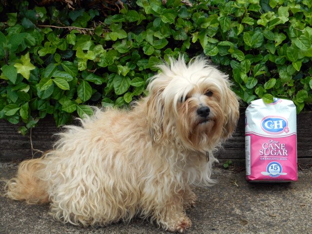 Your dog can eat apples that contain natural, whole fruit sugar...not like the stuff in this bag.