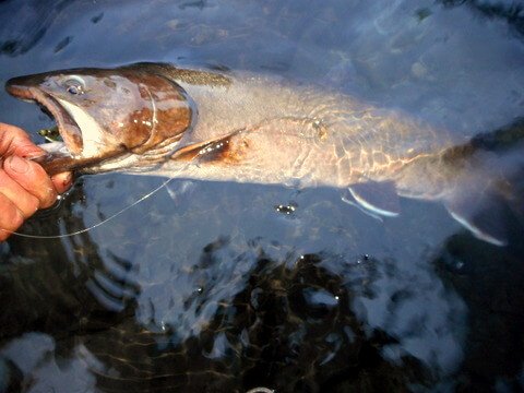 I'm catching fish for my dog's dinner