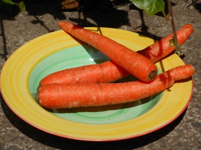 Carrots are a safe vegetable for your dog