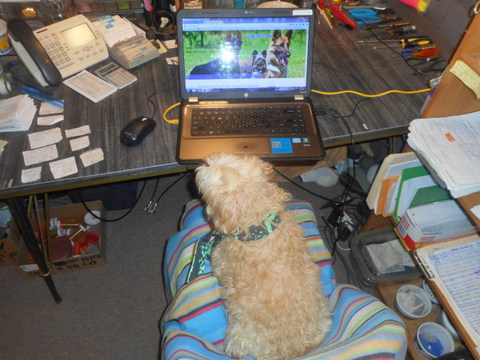 My dog in front of my computer