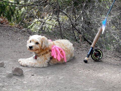 My dog is waiting to go fishing