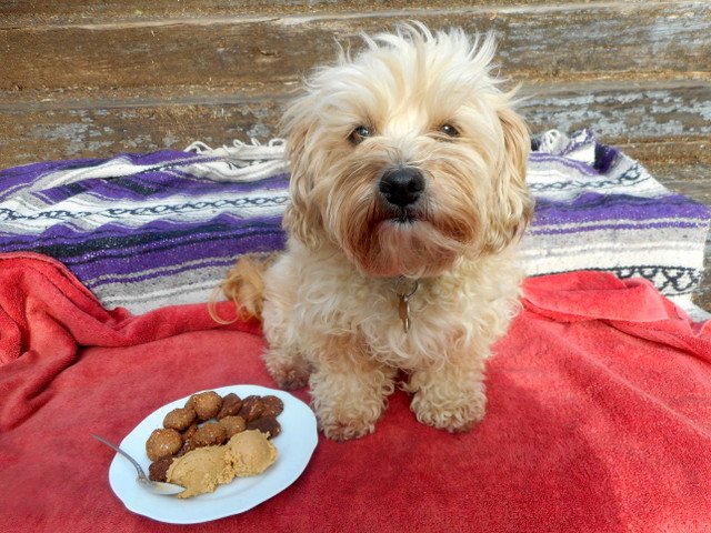 Our home made peanut butter for dogs and peanut butter treats