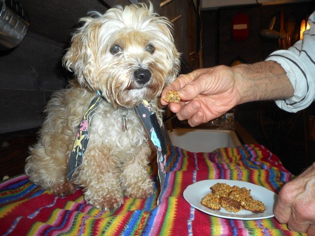 Nimble not wanting her oatmeal treats tells me she needs a dog upset stomach remedy