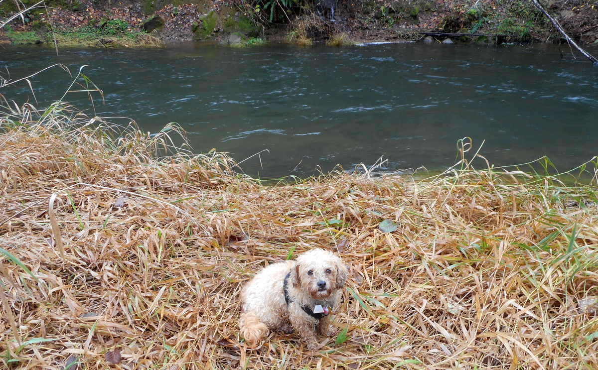 Salmonella bacteria found in dogs hate living in hosts like this healthy, free range doggy!