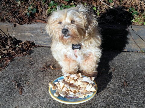 Dried homemade organic chicken dog strips