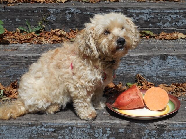 Yams and other tubers add variety to our vegetables we feed our dogs